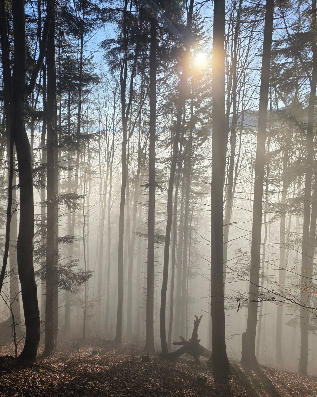 Sunlight filtering through a quiet forest